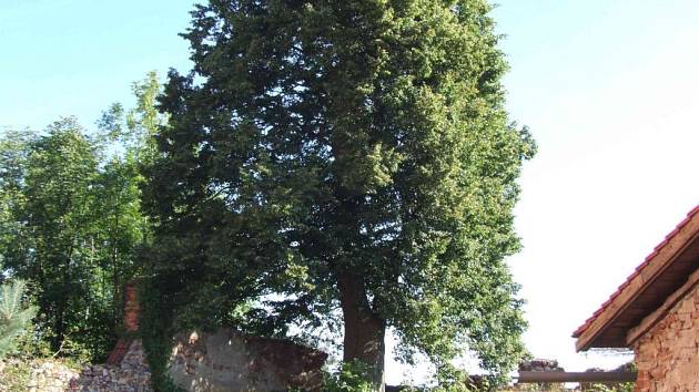 V anketě Strom roku 2006 zvítězila lípa rostoucí u hradu Sádek na Třebíčsku.