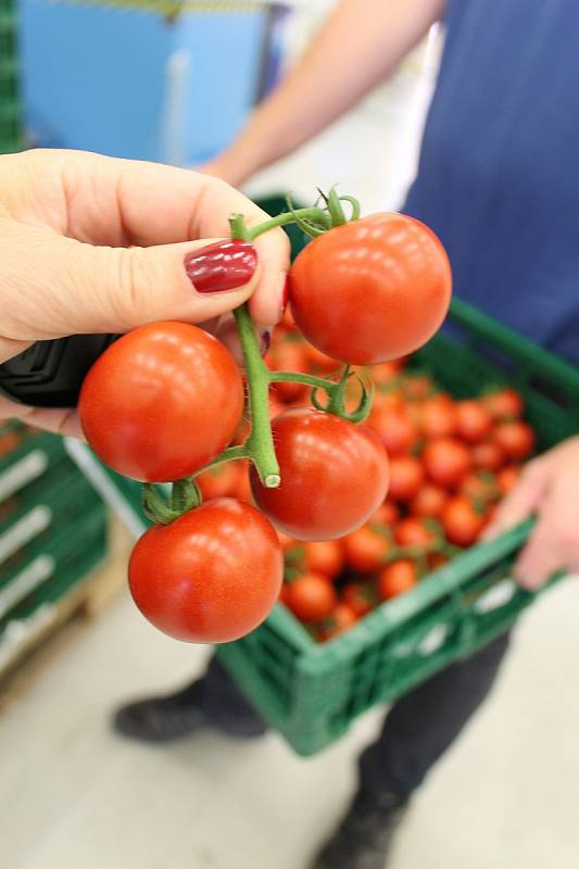 U Kožichovic sklízejí desítky tun rajčat.  Tisíc kilogramů týdně prodají ve vlastní prodejně v areálu skleníků.