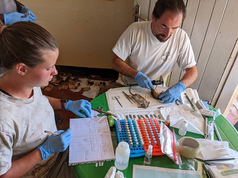 Odchycené vzorky se zkoumají přímo na místě. Podrobný výzkum ale probíhá až ve Studenci. Foto: Ústav biologie obratlovců AV ČR ve Studenci na Třebíčsku