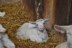 Na farmě v Ratibořicích chovají české plemeno - bílou krátkosrstou kozu