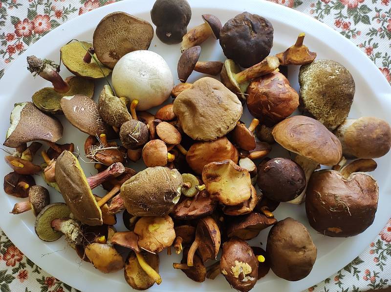 Z lesů na Třebíčsku se dá stále odcházet s plným košíkem hub. Rostou různé druhy hříbků, klouzci i takzvané babky.