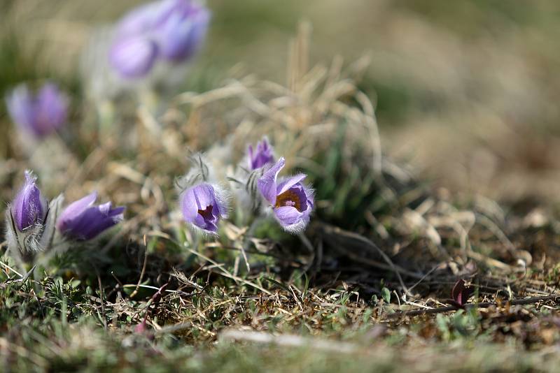 Květy koniklece jsou oblíbenou atrakcí na začátku jara. V Kobylinci u Trnavy na Třebíčsku vykvetly desítky květů a lákají turisty kolem stezky vedoucí na Nárameč. Květy koniklece jsou chráněné.
