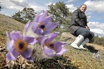  Obdivovat jedny z prvních jarních květů lze u Trnavy v chráněné lokalitě Kobylinec