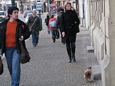 Nejčastějším prohřeškem, kterého se majitelé psů dopouštějí, je volný pohyb psů a znečištění veřejného prostranství.