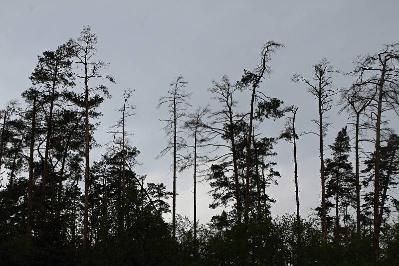 Schnoucí lesy na jihu Třebíčska.