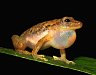 Dobrodružství v Kongu: Vědci z Vysočiny tam objevili nový rod žáby, podívejte se