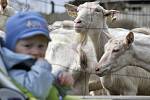 Na kozí farmě v Ratibořicích na Třebíčsku se v sobotu konala premiérová akce letošních farmářských slavností, pořádaných v celé zemi. Krom důrazu na zamědělskou produkci nabídli organizátoři i pestrý program i pro děti i rodiče.