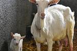 Na farmě DoRa v Ratibořicích chovají české plemeno - bílou krátkosrstou kozu