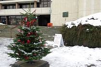 Strom "Třebíčského Ježíška" před budovou Pasáže