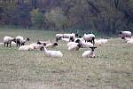Někteří chovatelé hospodářských zvířat na Třebíčsku mohou mít kvůli suchu potíže s obstaráváním krmiva na zimu.
