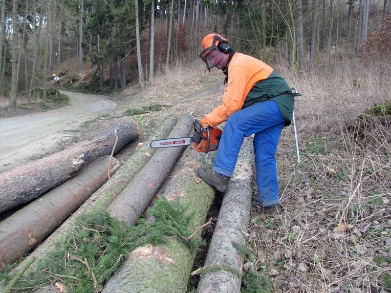 Přes vozovka z Račerovické ulice do Poušova spadlo v důsledku silného větru 13 stromů.