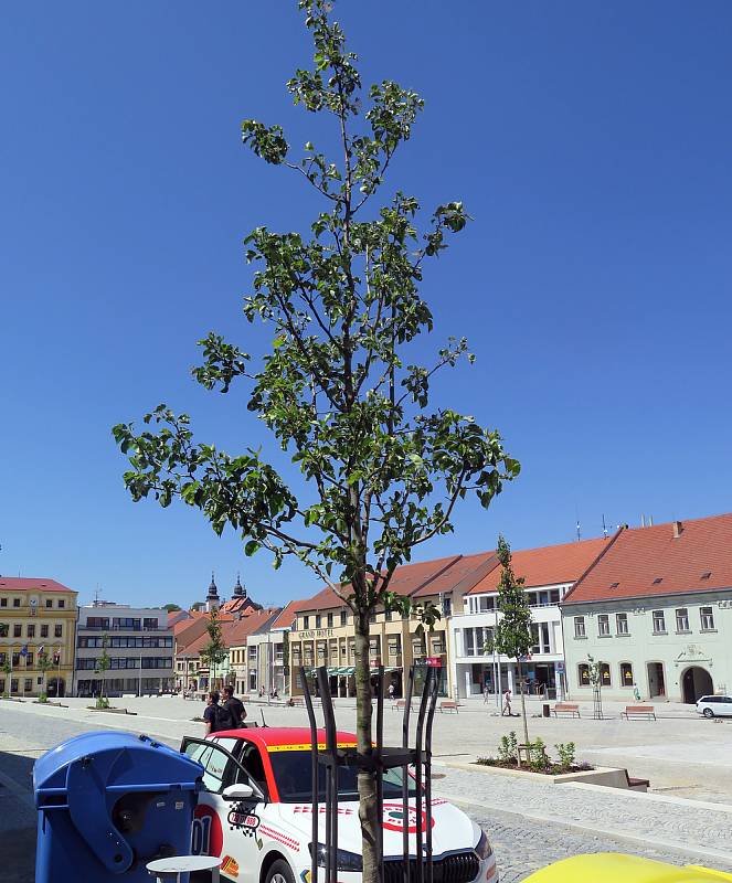 Stromy na západní straně Karlova náměstí