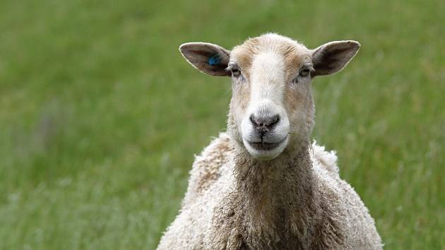Na skládce v Petrůvkách se pasou ovce. Pro odpad zbývá poslední sektor
