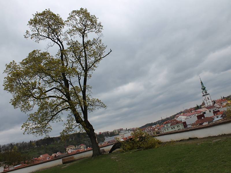 Ze stromu se ve středu krátce po poledni odlomila silná větev. Její větší část se zabodla do země, další menší přepadla přes zídku do ulice Pod Zámkem na buňku, která při hudebních festivalech slouží jako sociální zázemí pro účastníky.