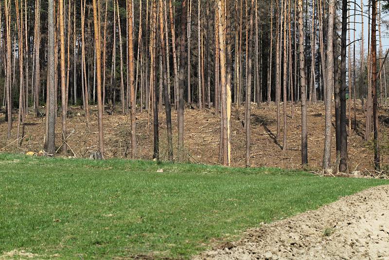 Skládky vytěženého kůrovcového dřeva na Třebíčsku.