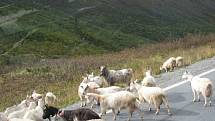 Kozy na silnici v Norsku.