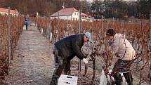 Ledově tvrdé hrozny z podsádeckých vinic sklidili zaměstnanci vinařství a brigádníci v pondělí brzy ráno. Panovalo při tom mínus sedm stupňů Celsia, což je nejvyšší teplota, při které lze hrozny na ledové víno sbírat.