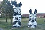 V roce 2017 vítaly řidiče také zebry z jihlavské zoo.