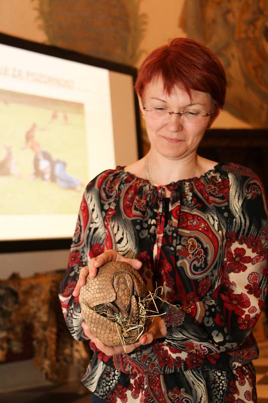 Ředitelka zoo Eliška Kubíková sebou do Muzea Vysočiny Třebíč přinesla jedno zajímavé zvíře - pásovce kulovitého.
