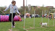 Velikonoční agility závod v Třebíči.