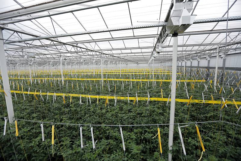 Zeleninová farma v Kožichovicích u Třebíče, kde se pěstují v obrovských sklenících rajčata.