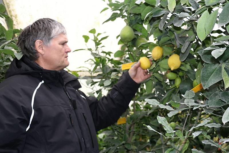 Petr Broža má plný skleník pomerančů, mandarinek a citronů..