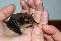 Samička netopýra vodního, která byla nalezena v ambitech kostela sv. Jana Nepomuckého na Zelené hoře, si musela na pár dnů odepřít létající hmyz.