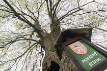 Lípa u Chobotského dvora v Kuklíku se uchází o titul Strom roku.