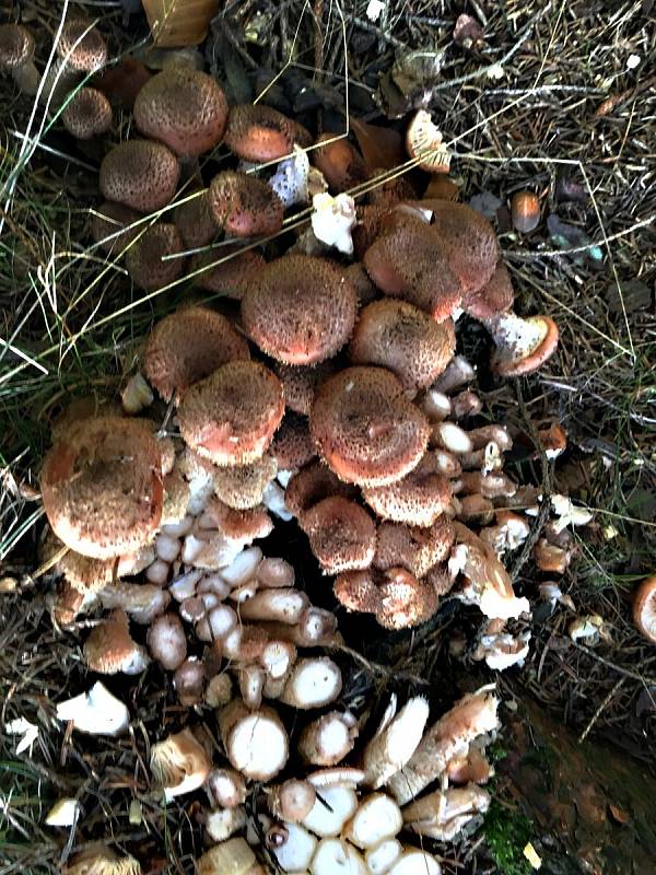 Lesy na Vysočině jsou plné hub. Jedlých i těch nejedlých.