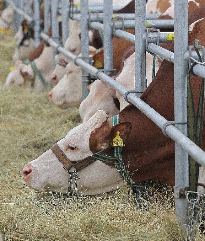 V Radešínské Svratce se ve čtvrtek konala Národní výstava s názvem Den českého strakatého skotu. Jedná se o jednu z největších akcí svého druhu nejen v Česku, ale také ve střední Evropě. 