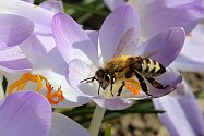 Světový den včel připadá na 20. května.