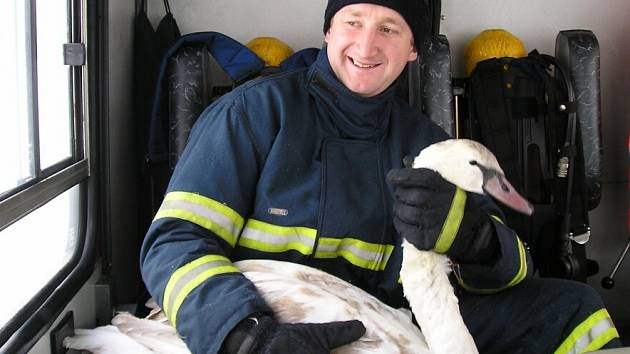  Čtyři žádosti o záchranu zvířat přijali letos v zimě hasiči v kraji. Ve třech případech se jednalo o labutě.