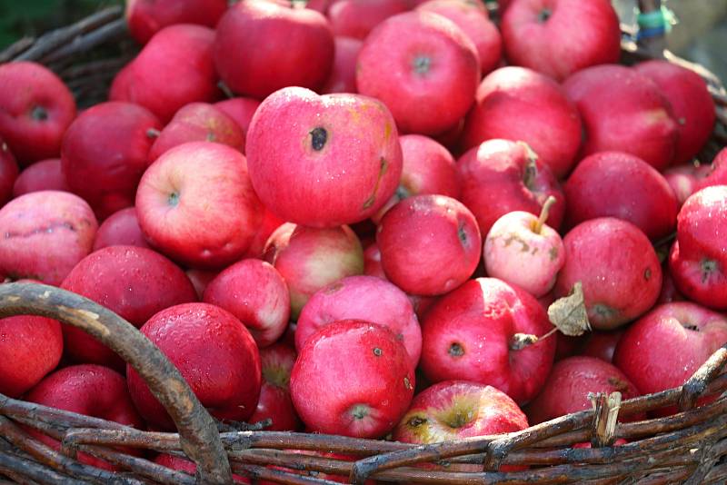 Lisování jablečné šťávy je doslova společenskou událostí. Sejdou se při něm rodinní příslušníci, přátelé i známí.