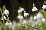 Národní přírodní rezervace Ransko bývá na jaře pokryta bílým kobercem bledulí.