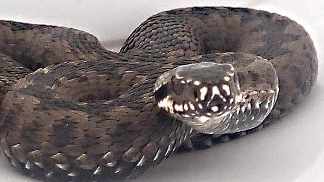 Nastává doba hadího páření na Vysočině: pozor na zmiji si mají dávat alergici