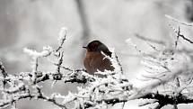 Ptáci v zimním období rádi zamíří do plných krmítek.