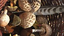 Milovníci houbových pokrmů mají možnost obohatit svůj jídelníček.