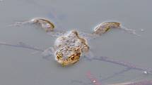 Období putování žab do rybníků nejen na Vysočině se blíží.