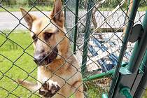 Po městech okresu se ročně potulují stovky psů. Jen ve Žďáře nad Sázavou jich městská policie ochytává kolem 130. 