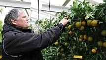 Petr Broža má plný skleník pomerančů, mandarinek a citronů..