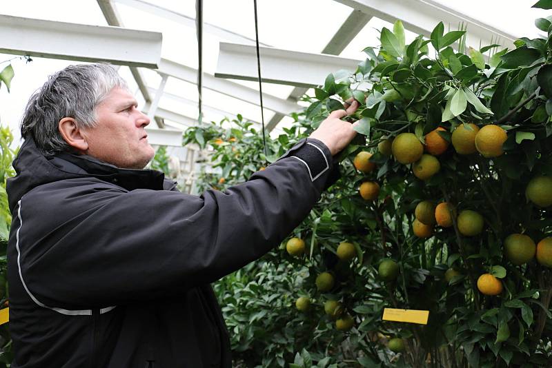 Petr Broža má plný skleník pomerančů, mandarinek a citronů..