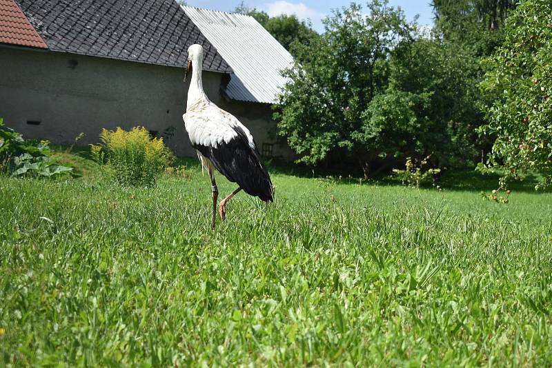 Poraněné čapí mládě se promenádovalo po soukromé zahradě.