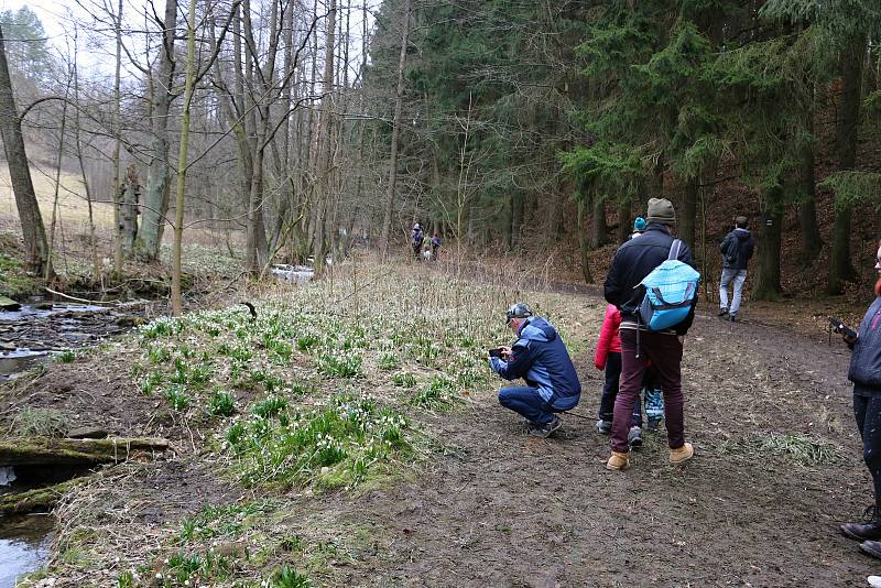 Břehy Chlébského potoka zdobí rok co rok bílé koberce bledulí.