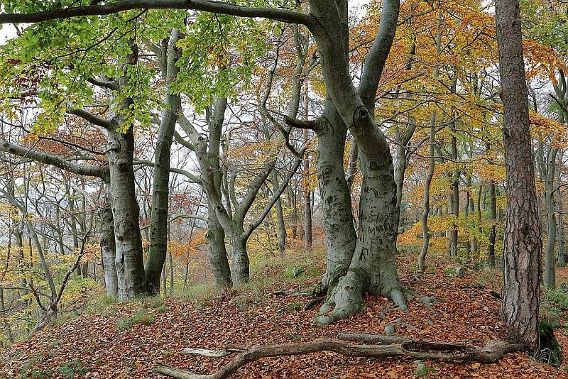 Žďárskou přírodní oázu ohrožuje sucho. Ochranáři chtějí rašeliništím vrátit vodu. Foto: se souhlasem CHKO