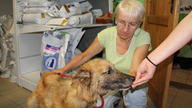 Zvířata ubytovaná ve žďárském útulku ve Vysocké ulici prožívají podle veterinářky Marie Dobrovolné (na snímku) „psí život“.