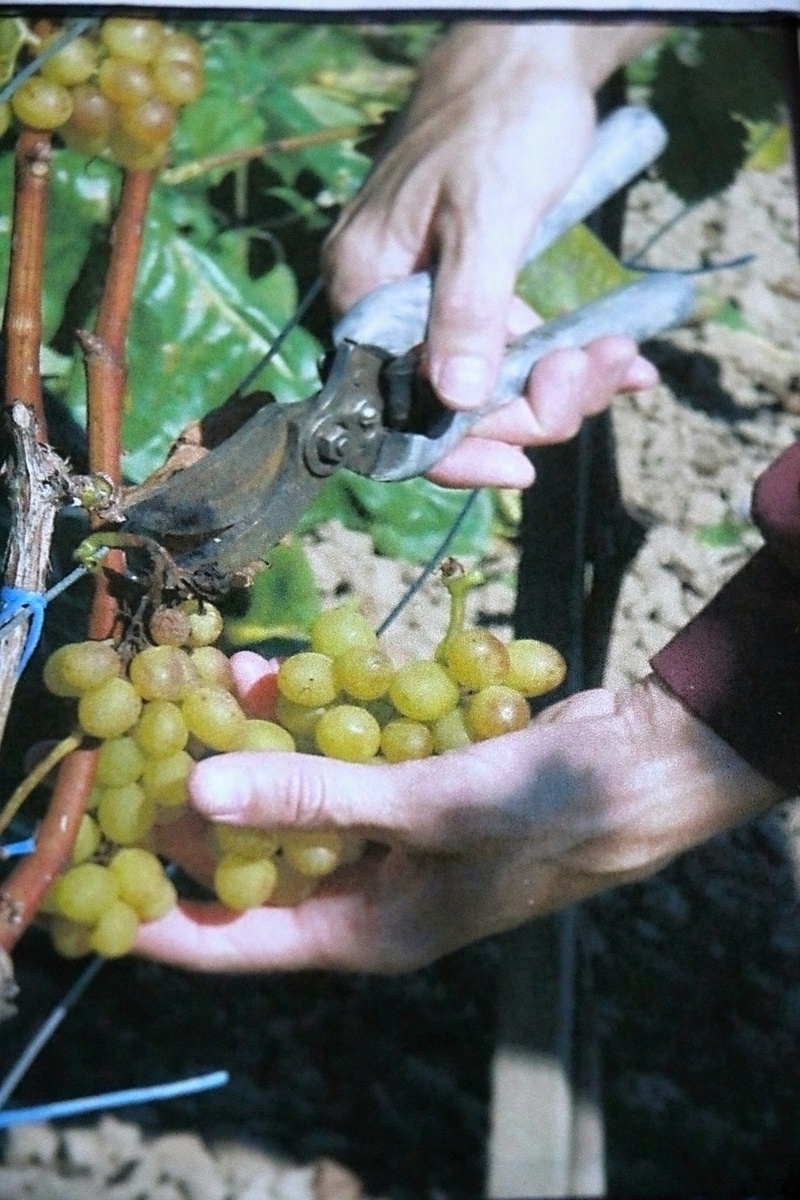 Hrozny vypěstované v Bohdalci jsou ty nejlepší, shodují se majitelé  vinohradu - Žďárský deník