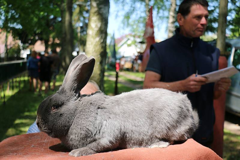 Drůbež, exotické ptactvo, králíky i rostliny mohli návštěvníci chovatelské expozice obdivovat i nakupovat.