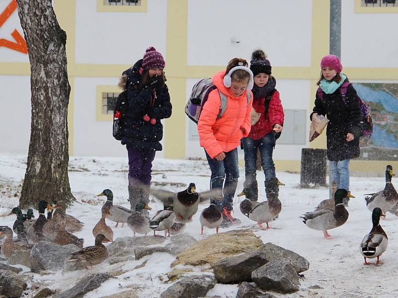 Kachny u zámku ve Žďáře nad Sázavou jsou atrakcí hlavně pro děti. U lávky přes Stržský potok (na snímku) lidé krotké ptáky celý rok krmí, takže ti ani v zimě nemají důvod stěhovat se jinam.