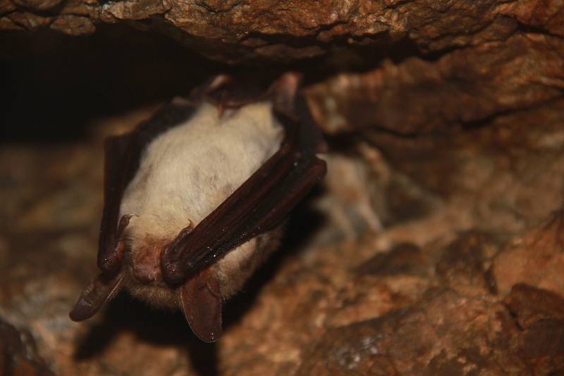 K zimnímu spánku netopýrům slouží stejně dobře stará důlní díla, jeskyně či sklepní prostory.
