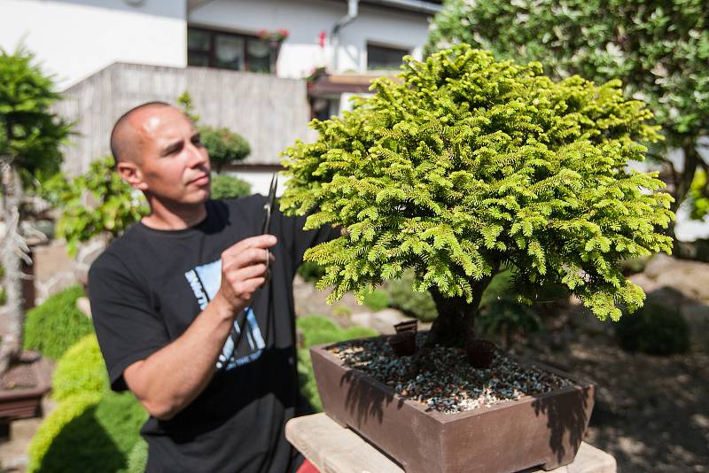 Kolem sedmdesáti bonsají různých druhů, stáří i velikostí skrývá dvůr rodinného domu v Kněževsi na Žďársku.